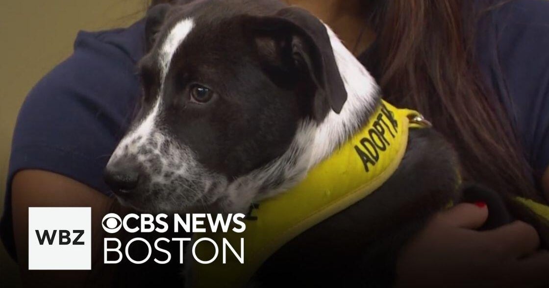 Adorable puppies up for adoption in Massachusetts