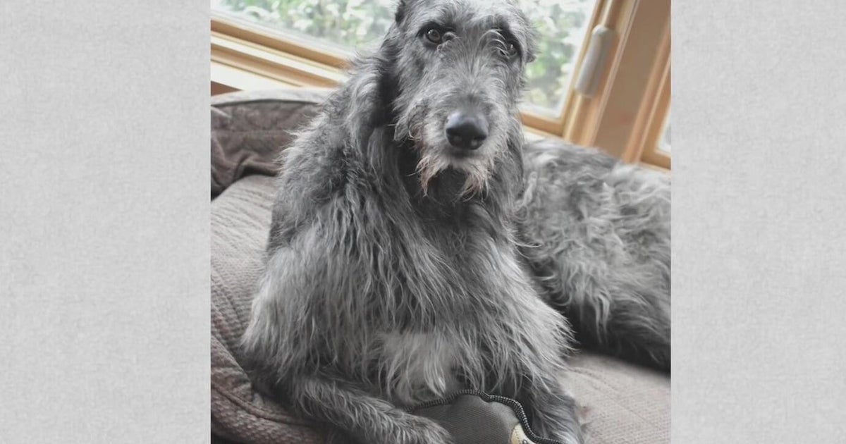 Champion show dog dies after eating new shipment of food, owner says 
