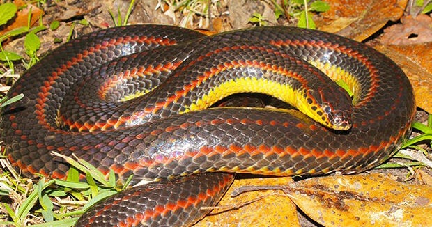 Florida wildlife officials want your help finding a snake so rare it hasn’t been seen in years