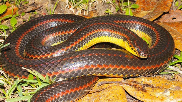 cbsmiami-rainbow-snake-fwc-florida-1.jpg 