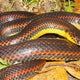 What to do if a snake bites you? Officials warn of "Snake Bite Season" in South Florida 
