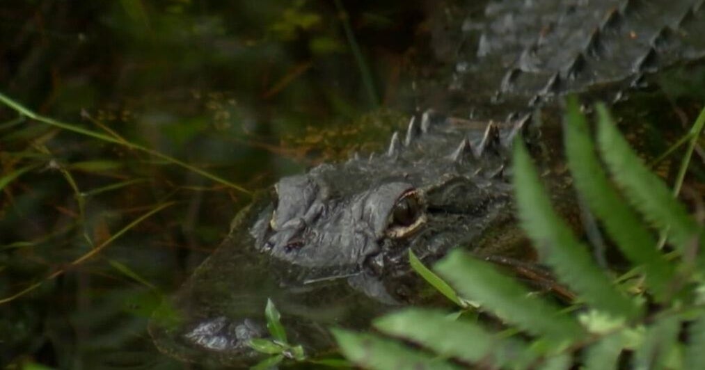 Florida woman attacked by alligator on Collier County hiking trail