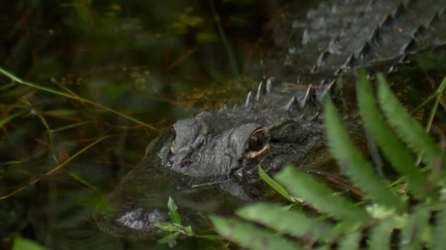 alligator.jpg 