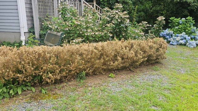 boxwood-hedge.jpg 