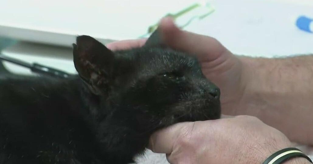 Cat shot with a dart gets emergency medical treatment at Fort Lauderdale pet rescue