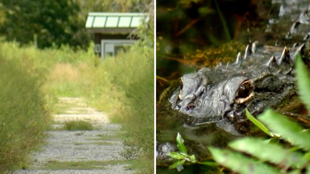 alligator.jpg 