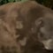 Video: Bear breaks into California home