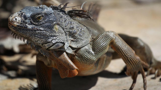 South Florida Battles Invasive Iguana Population 