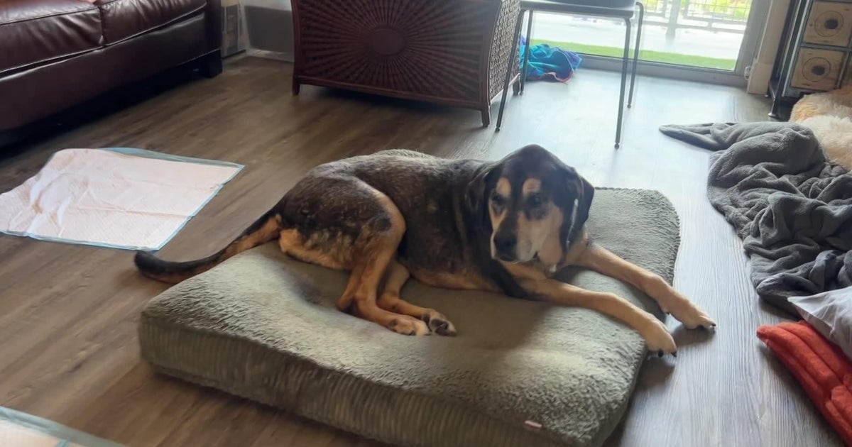 Miami woman warns pet owners after dog contracts deadly parvovirus 
