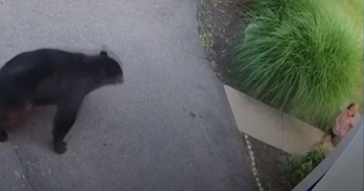 Video shows 6-year-old girl coming face-to-face with bear in New Jersey
