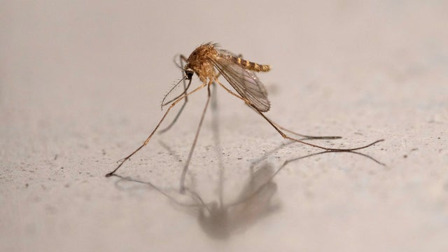 FRANCE-ANIMAL-HEALTH-MOSQUITO 