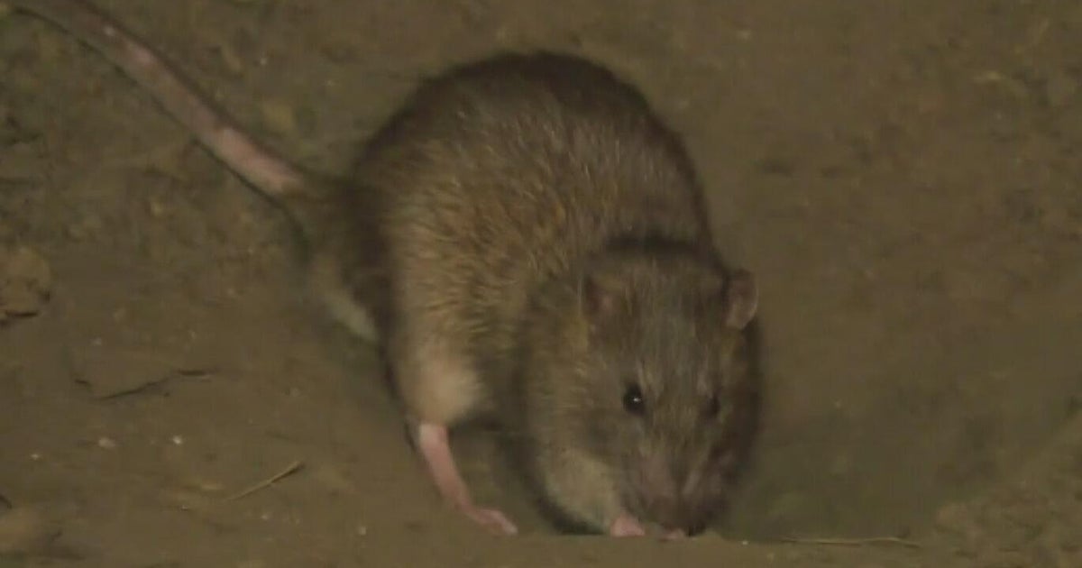 Rats Devastate 100,000 Acres California Almond Orchards, Causing $109M-$311M Losses