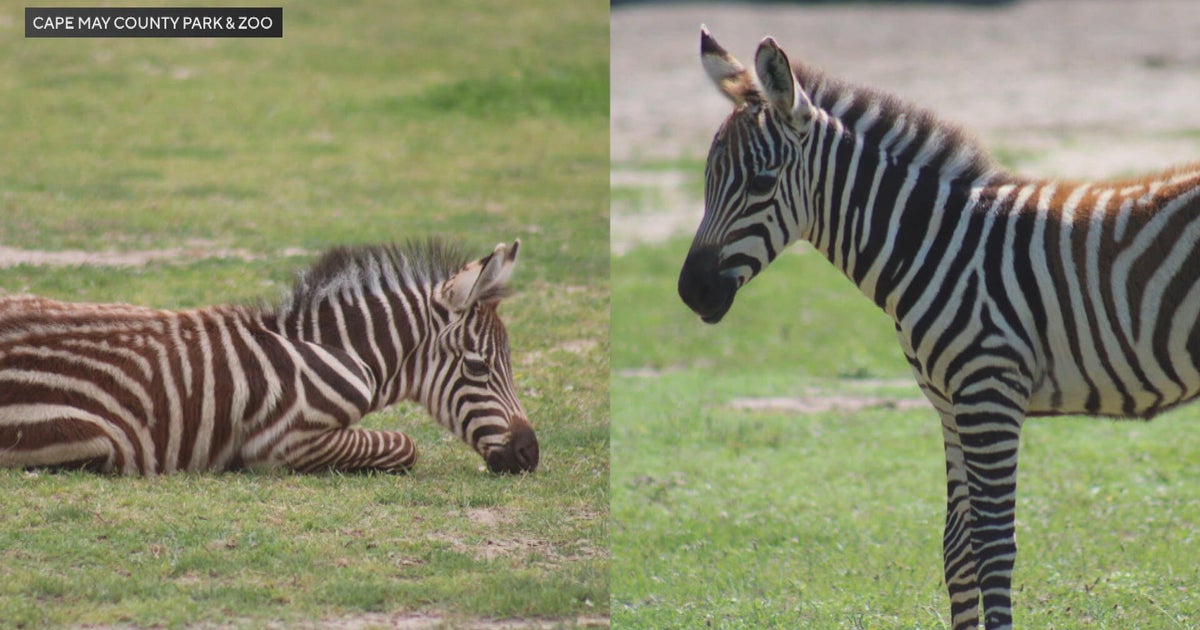 Cape May County Zoo needs your help naming 2 baby zebras 