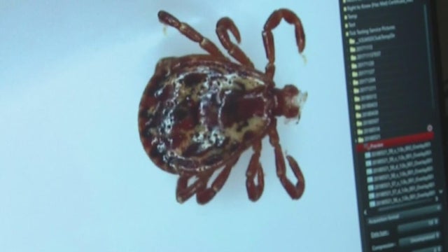ticks.jpg 