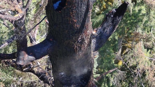 oregon-doerner-fir-on-fire-08192025.jpg 