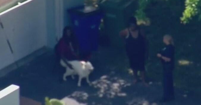 Child airlifted to hospital after bitten by dog in Margate - CBS Miami