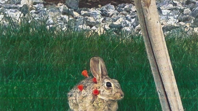 blow-dart-rabbits-aurora-animal-control-3.jpg 