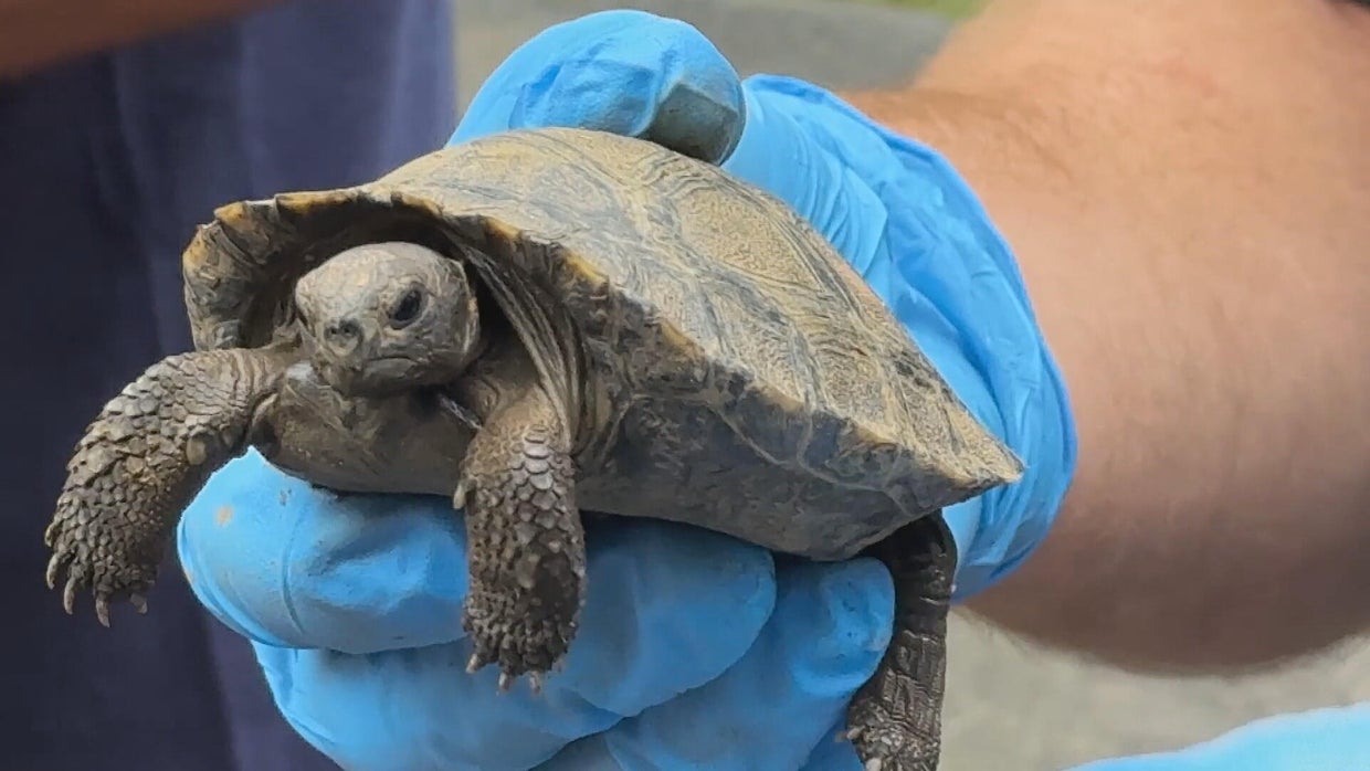 Philadelphia Zoo welcomes 9 more critically endangered Galápagos ...