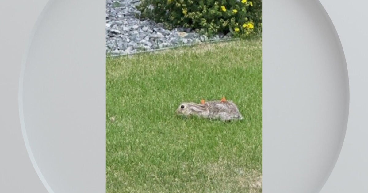 4 rabbits hit, 1 killed by blow darts in Aurora, officials say; suspect ...