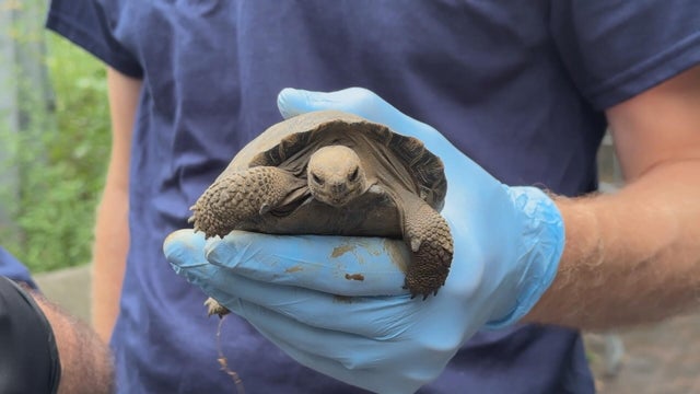 16pkg-js-zoo-baby-tortoises-transfer-frame-896.jpg 