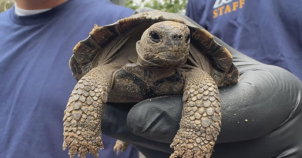 Philadelphia Zoo welcomes 9 more critically endangered Galápagos tortoises 