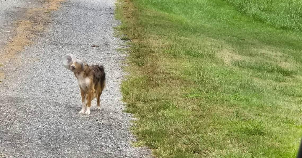 Pennsylvania food company covers vet fees for dog rescued with jar stuck on head