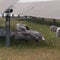 Texas farmer finds profit grazing sheep on solar farms