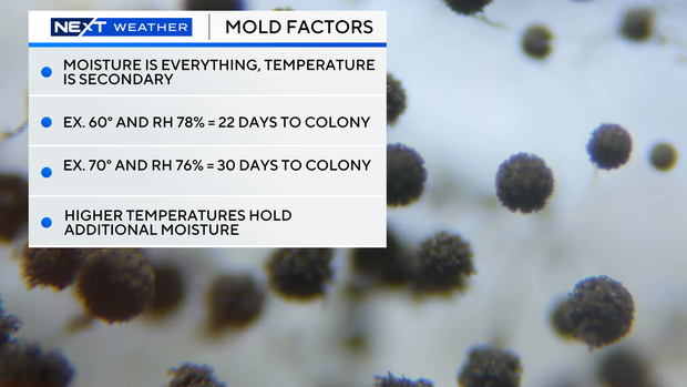 mold-4.png 