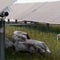 Struggling farmer ditches cotton, finds success grazing sheep on solar farms