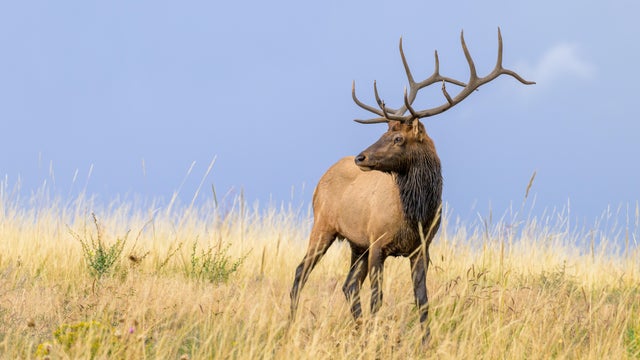 Elk catchlight 