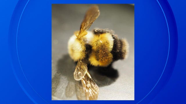 rare-bee-slider.jpg 