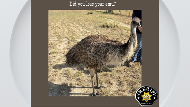emu-weld-county.png