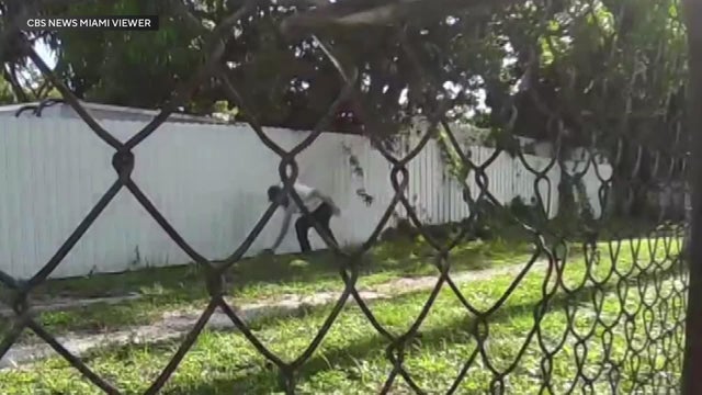cat-poisoned-surveillance-video.jpg 
