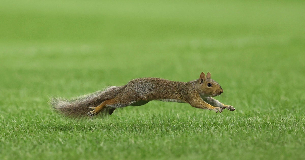 Squirrel runs onto field during Yankees-Red Sox game 