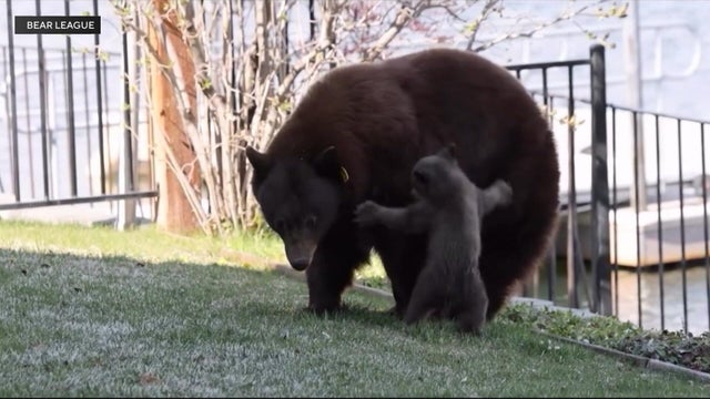 4p-vo-tz-1a-wanted-bear-kmaxdzoc.jpg 
