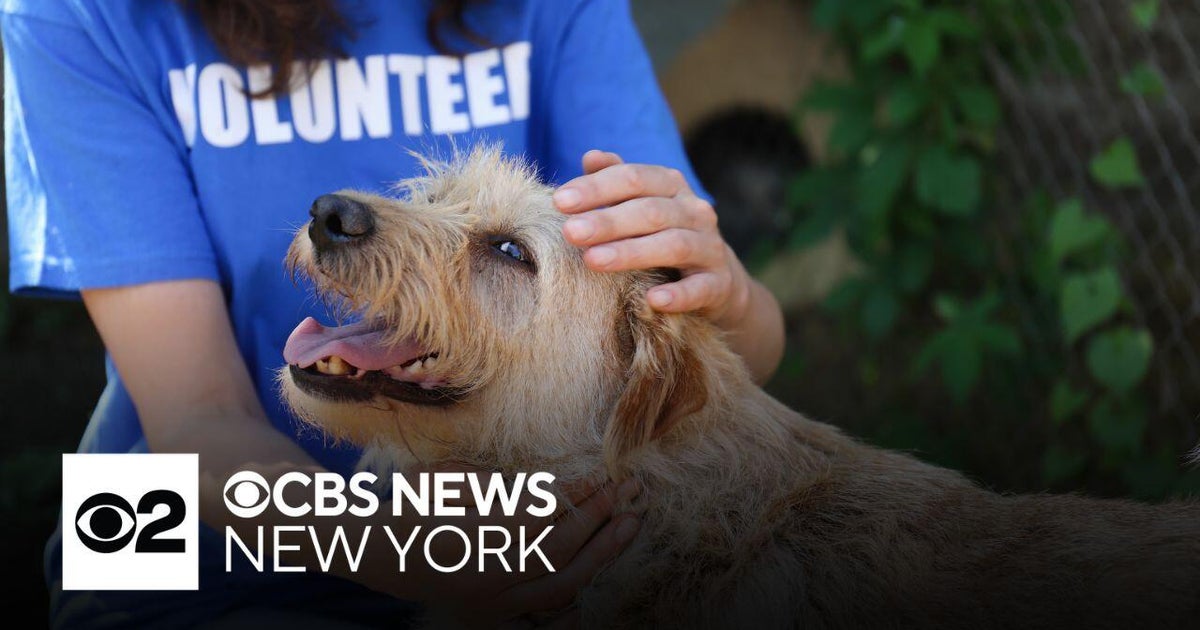 Why are New York City animal shelters overcrowded? - CBS New York