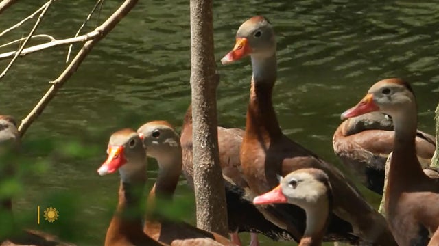 nature-ducks-1920.jpg 
