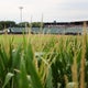 See Phillies' 2026 schedule, featuring revival of Field of Dreams game 