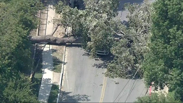 toc-082525-car-pinned-by-tree-dallas-14-31-1824.jpg 