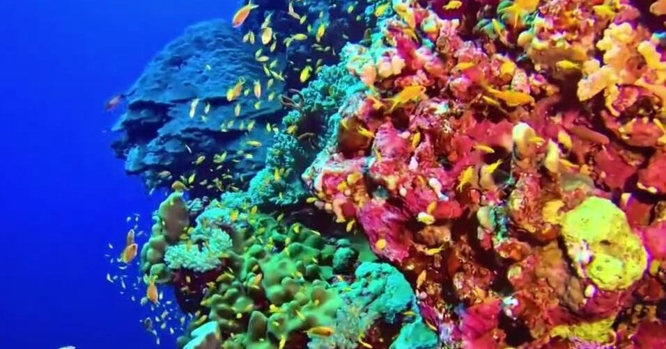 Scientists breed coral that can survive warm temperatures