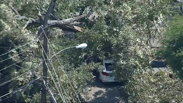 toc-082525-car-pinned-by-tree-dallas.jpg 