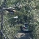 Woman seriously injured after tree lands on vehicle in Dallas, officials say 