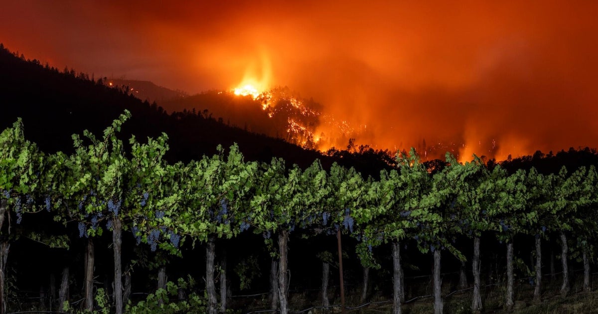 How the Pickett Fire could affect this year's wine harvest - CBS News