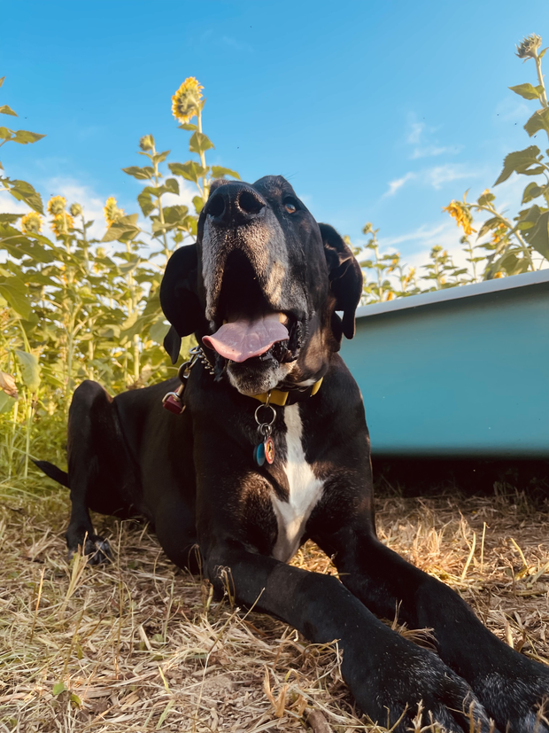 Great Dane Elwood dog Maryland Baltimore