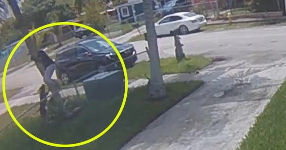 Dogs seen on video attacking man in West Park neighborhood later euthanized, Broward officials say