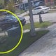 Dogs seen on video attacking Broward man later euthanized, officials say 