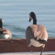 Foster City will take another go at trying to manage its goose population 