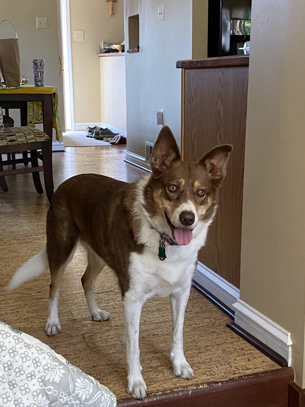 Abbie a Border Collie