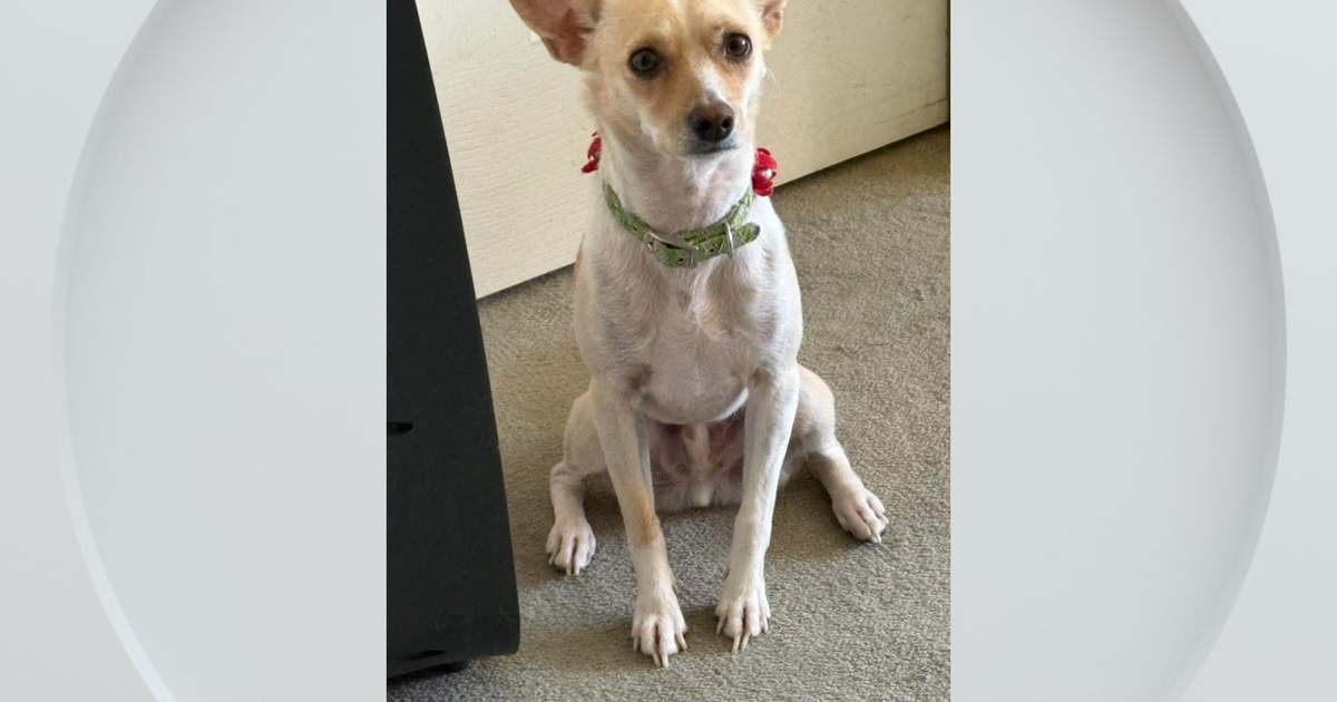 Dog helps locate missing owner in California, disappears before crews can secure him