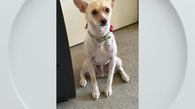 poncho-the-dog.png 